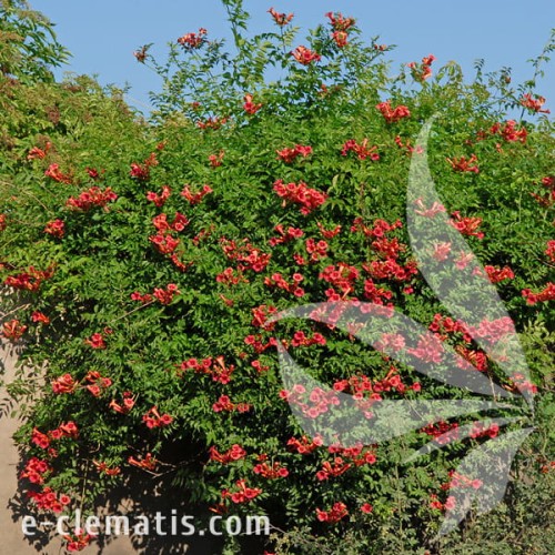 Campsis radicans Flamenco 1.jpg