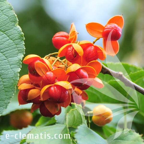 Celastrus scandens Bailumn.jpg