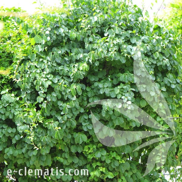 Celastrus scandens Bailumn 1.jpg