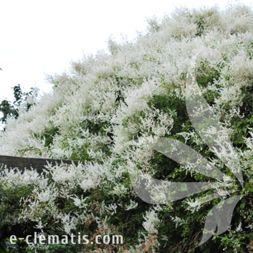 Fallopia baldschuanica 1.jpg