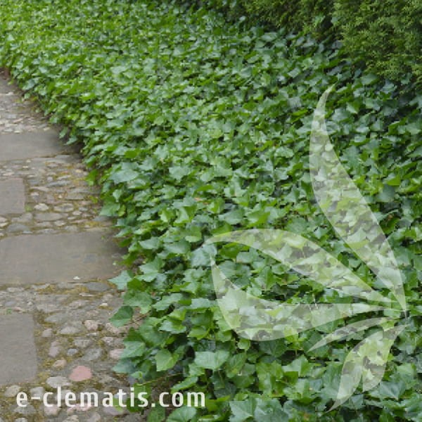 Hedera helix Białystok 1.jpg