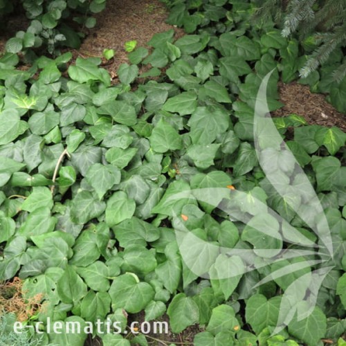 Hedera colchica Dentata 1.jpg