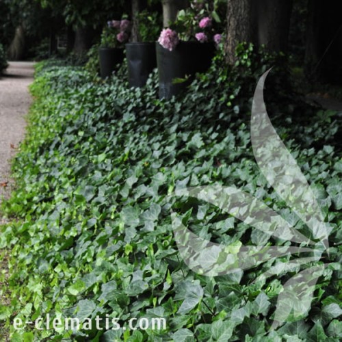 Hedera helix Thorndale 1.jpg