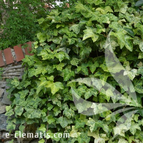 Hedera helix Profesor Seneta 1.jpg
