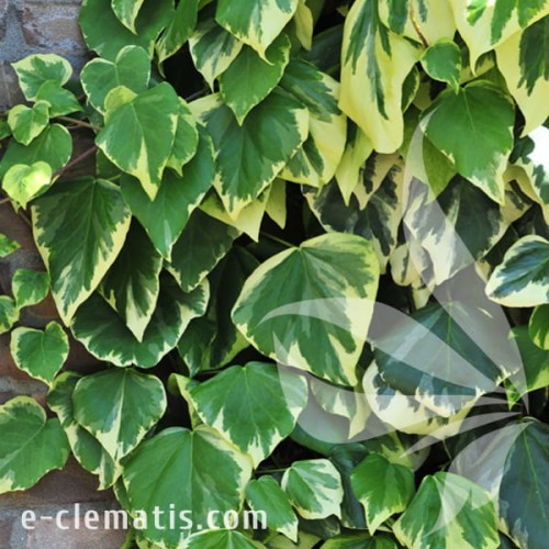 Hedera colchica Dentata Variegata 1.jpg