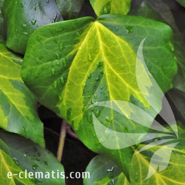 Hedera colchica Sulphur Heart.jpg