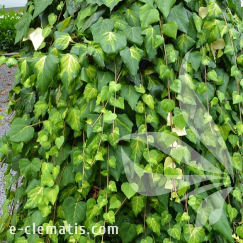 Hedera colchica Sulphur Heart 1.jpg