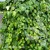 Hedera colchica Sulphur Heart 1.jpg
