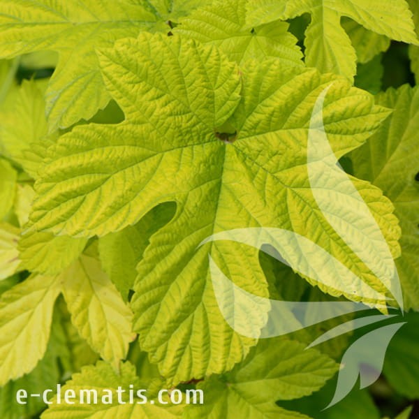 Humulus lupulus Aureus.jpg