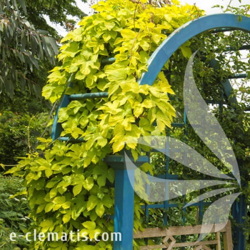 Humulus lupulus Aureus 1.jpg