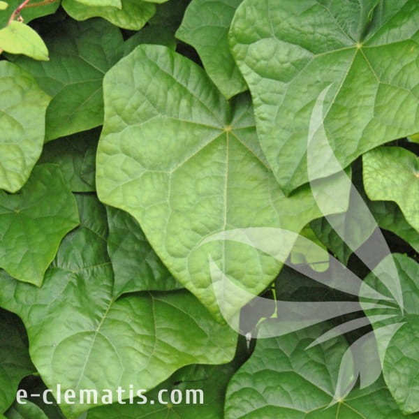 Menispermum davuricum.jpg