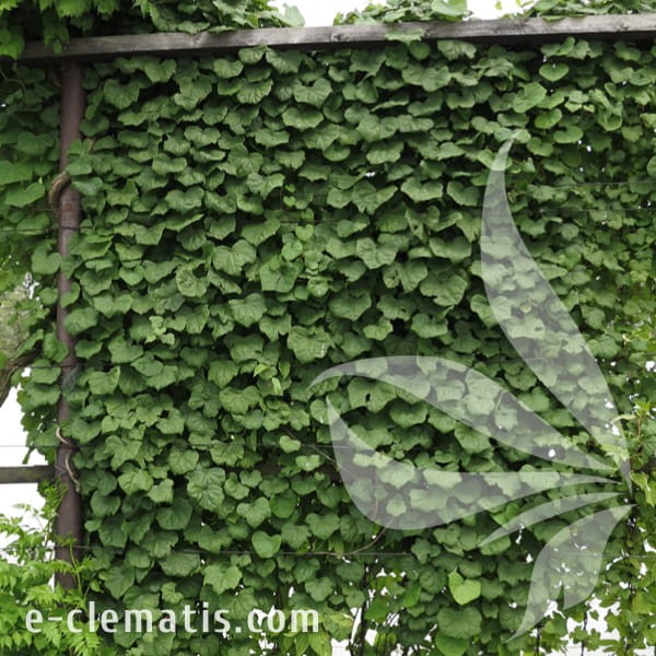 Menispermum davuricum 1.jpg