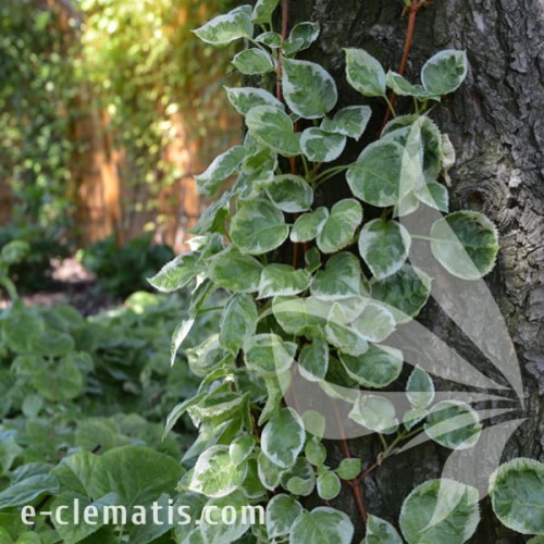 Hydrangea anomala subsp. petiolaris TAKE A CHANCE 1.jpg