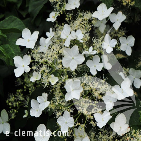 Hydrangea anomala subsp. petiolaris.jpg
