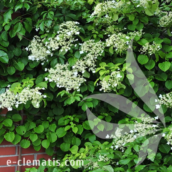 Hydrangea anomala subsp. petiolaris 1.jpg