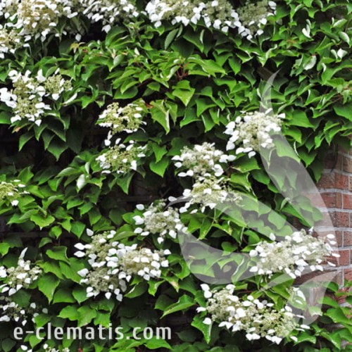 Schizophragma hydrangeoides 1.jpg