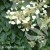 Schizophragma hydrangeoides Moonlight.jpg