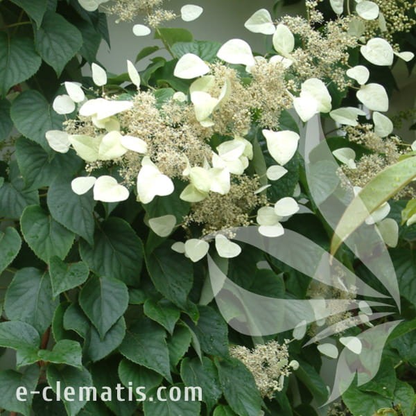 Schizophragma hydrangeoides Moonlight.jpg