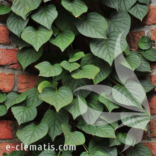 Schizophragma hydrangeoides Moonlight 1.jpg