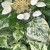 Schizophragma hydrangeoides BURST OF LIGHT.jpg