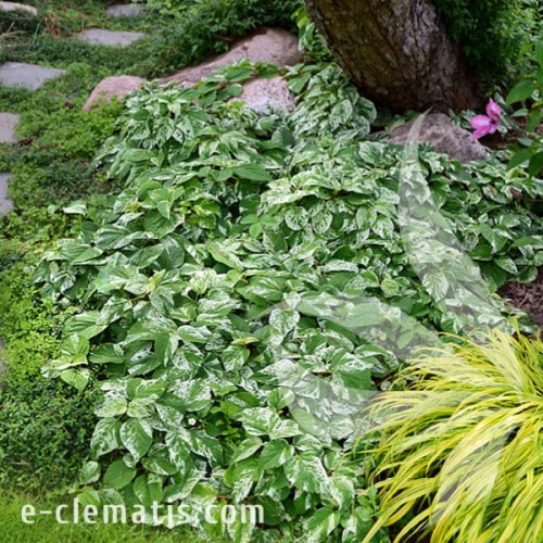 Schizophragma hydrangeoides BURST OF LIGHT 1.jpg