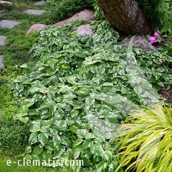Schizophragma hydrangeoides BURST OF LIGHT 1.jpg
