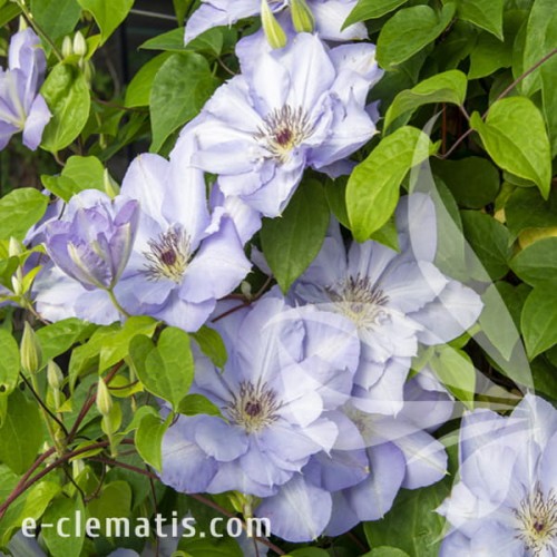 Clematis Blue Cotillion 1.jpg