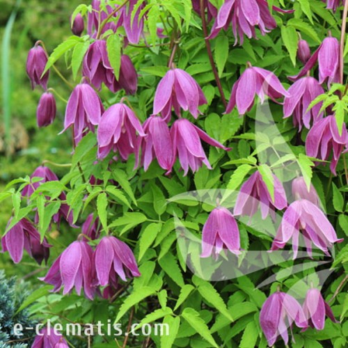 Clematis Constance 1.jpg