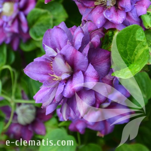 Clematis Królowa Bona.jpg