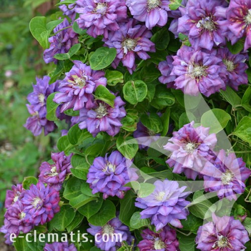 Clematis Królowa Bona 1.jpg