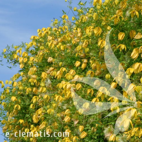 Clematis Lambton Park 1.jpg