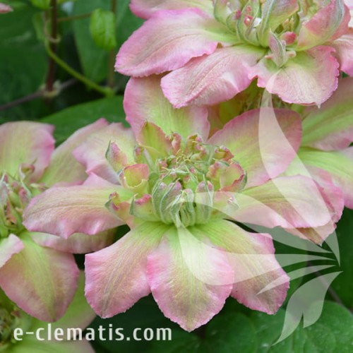 Clematis Pistachio Cake PBR.jpg