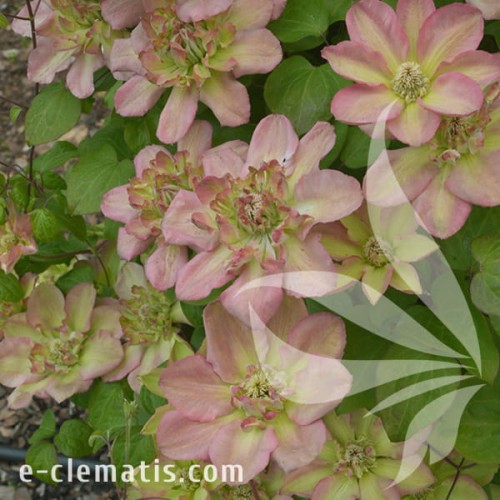 Clematis Pistachio Cake PBR 1.jpg