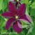 Clematis Polonia Restituta.jpg