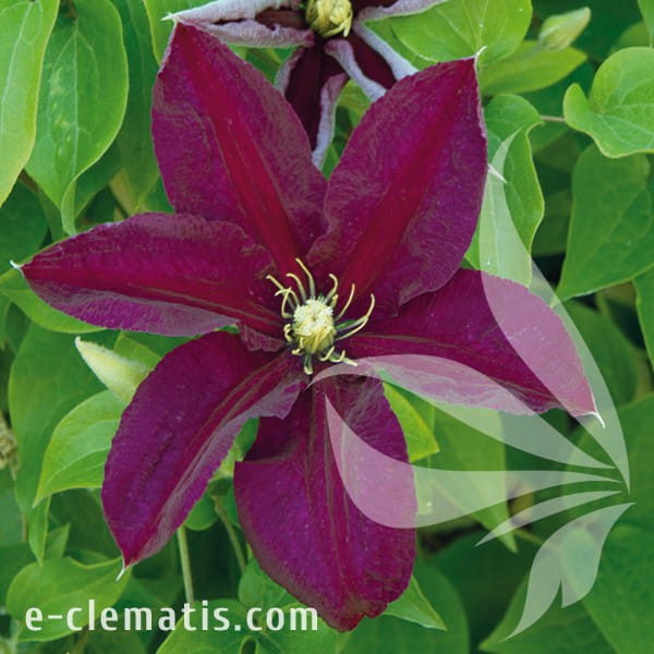 Clematis Polonia Restituta.jpg