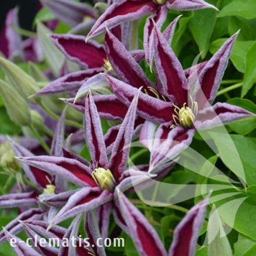 Clematis Polonia Restituta 1.jpg