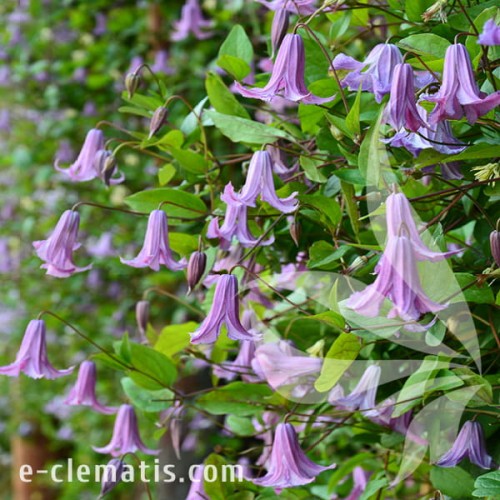 Clematis Fairy Bells 1.jpg