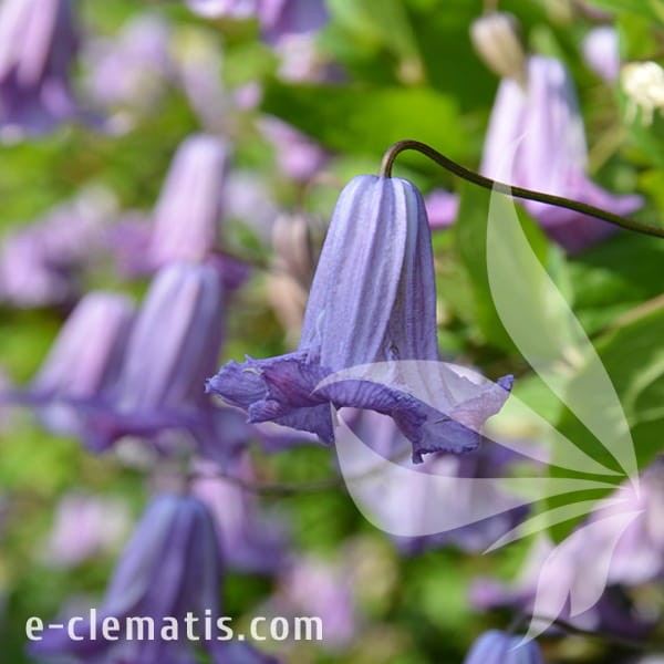 Clematis Fairy Dance.jpg