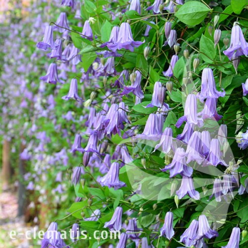 Clematis Fairy Dance 1.jpg