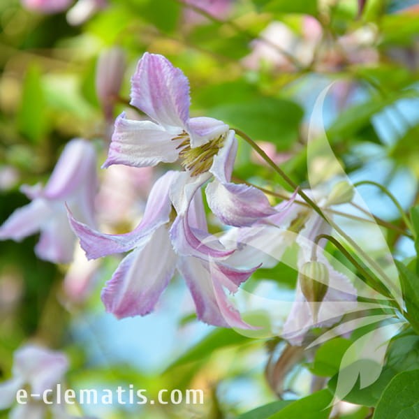 Clematis Fairy Slippers.jpg