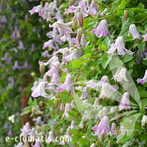 Clematis Fairy Slippers 1.jpg