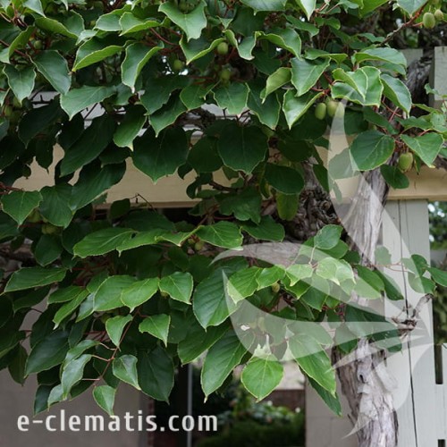 Actinidia arguta Ananasnaya 1.jpg