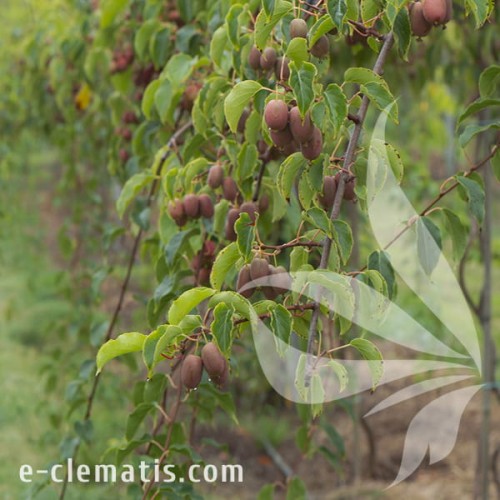 Actinidia arguta Bingo 1.jpg