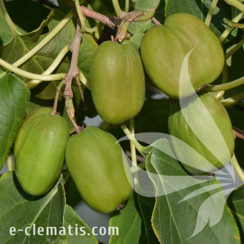 Actinidia arguta Chang Bai Giant 1.jpg