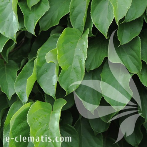 Actinidia arguta Geneva 1.jpg