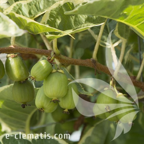 Actinidia arguta HOKEY POKEY 1.jpg