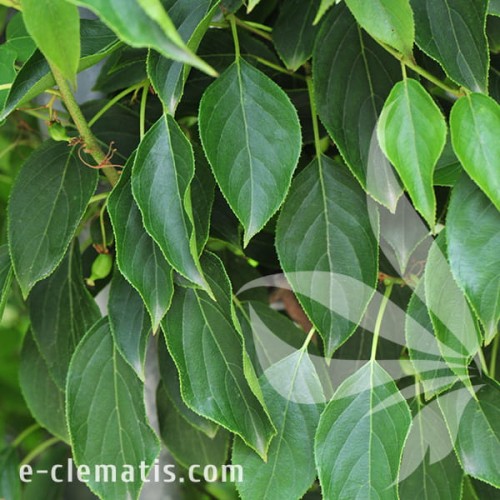 Actinidia arguta Issai 1.jpg