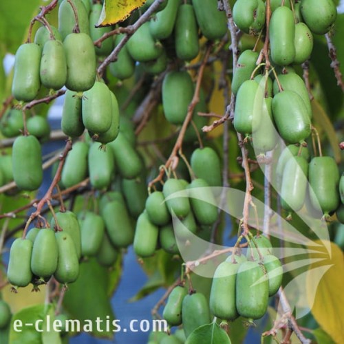 Actinidia arguta Jumbo 1.jpg