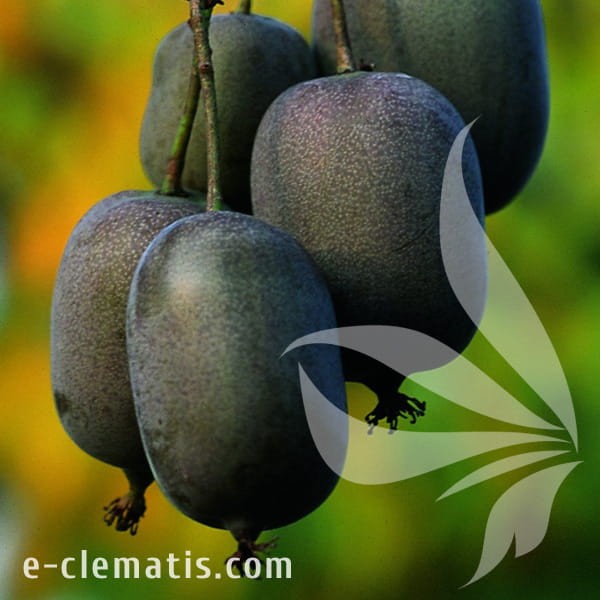 Actinidia arguta Ken's Red.jpg