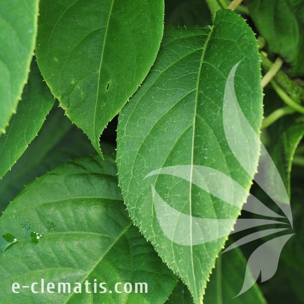 Actinidia arguta Ken's Red 1.jpg